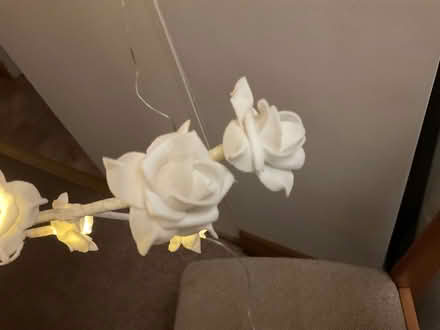 Photo of free Rose standard light (Mottingham) #4