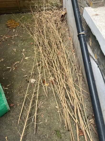 Photo of free Bamboo canes (SW4) #1