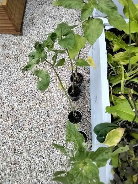 Photo of free Sunflowers (Southport PR9) #1