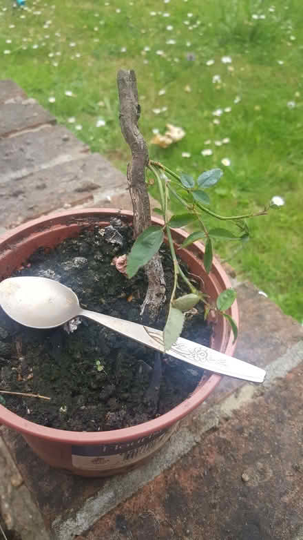 Photo of free rambling white rose (New Greens AL3) #1