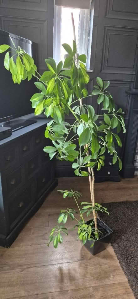 Photo of free 2 umbrella plants (Weston-super-Mare BS23) #2