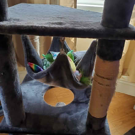 Photo of free Multi-level cat tree with hammock (Harvard Square) #1