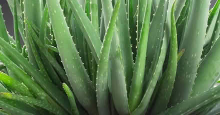 Photo of Large aloe vera plants (Erith DA17) #1