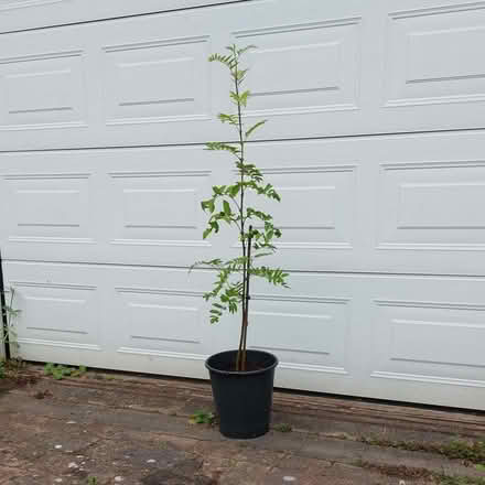 Photo of free Rowan Tree 1m tall in Pot (Shavington CW2) #1