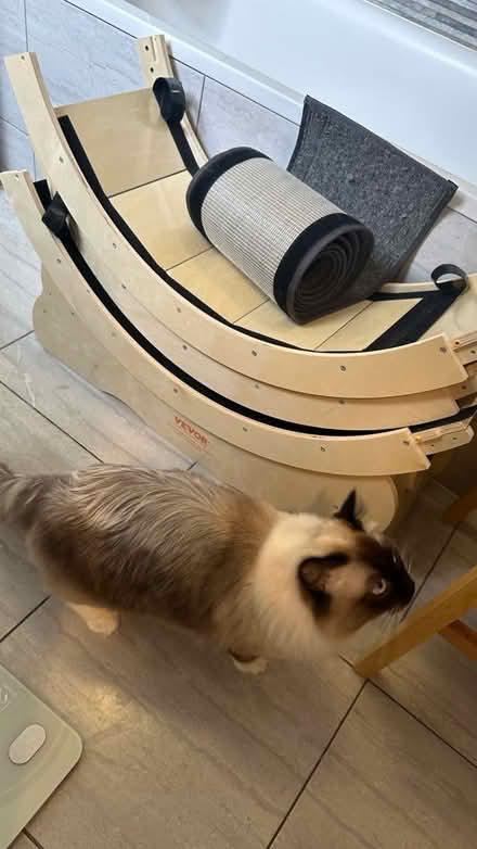 Photo of free Cat exercise wheel - large (Barons Court) #3