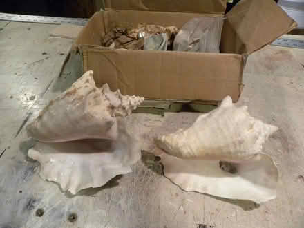 Photo of free Large sea shell collection (Troy) #4