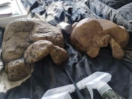 Photo of free Reptile caves and cleaning fluid (Hollingdean) #2
