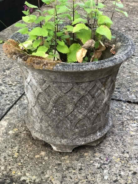 Photo of free Concrete Garden Planter approx 40 cms. x 30 cms. (Wood Farm OX3) #1
