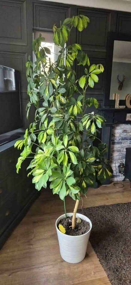 Photo of free 2 umbrella plants (Weston-super-Mare BS23) #1