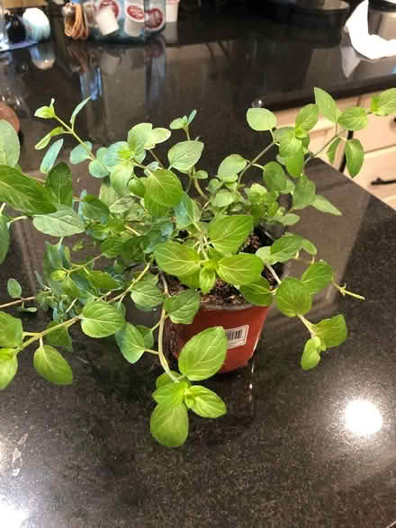 Photo of free mint plant (Woodward &12 Mile Road) #1