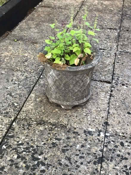 Photo of free Concrete Garden Planter approx 40 cms. x 30 cms. (Wood Farm OX3) #2