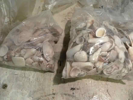 Photo of free Large sea shell collection (Troy) #2