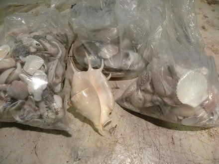 Photo of free Large sea shell collection (Troy) #1