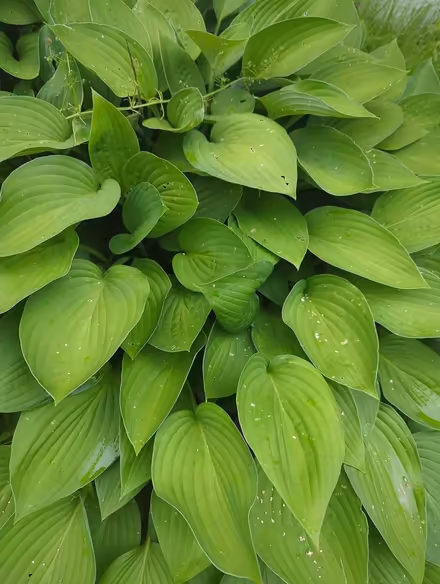 Photo of free Hostas (Duren Ave) #1