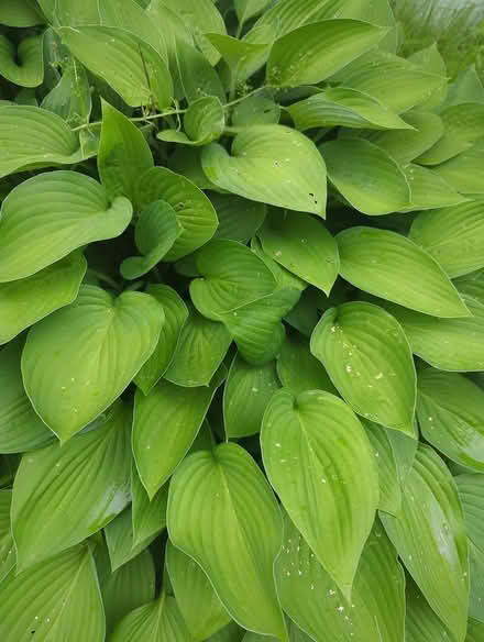 Photo of free Hostas (Duren Ave) #1