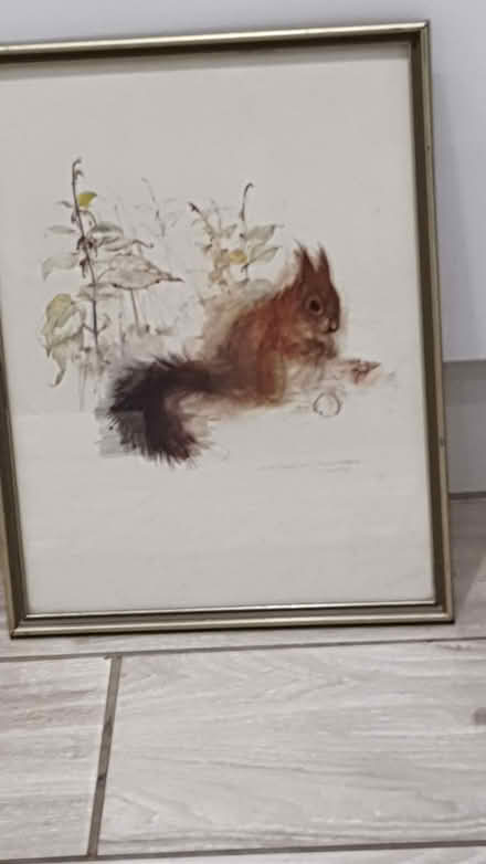 Photo of free beautiful red squirrel picture (Bletchley MK2) #1