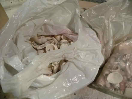 Photo of free Large sea shell collection (Troy) #3