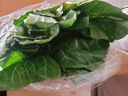 Photo of free Groceries (Oakland) #1