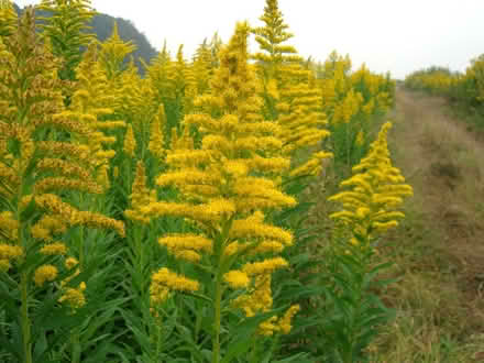Photo of free Tall goldenrod (native) (Duren Ave) #1