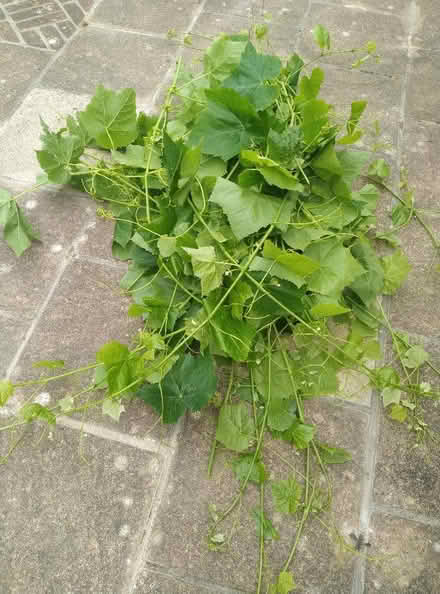 Photo of free Vine leaves (Kennington OX1) #1