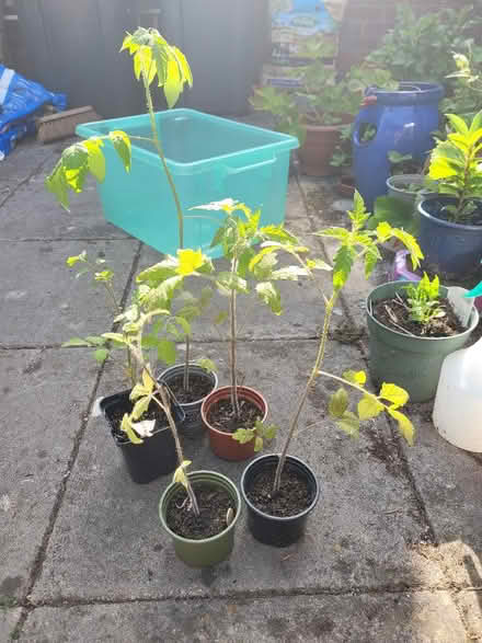 Photo of free Tomato plants x 5 (Shenley Fields B29) #1