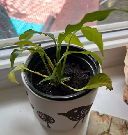 Photo of free Small peace Lilly plant (Beulah rd and Druid hill rd NE) #1