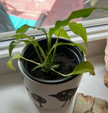Photo of free Small peace Lilly plant (Beulah rd and Druid hill rd NE) #1