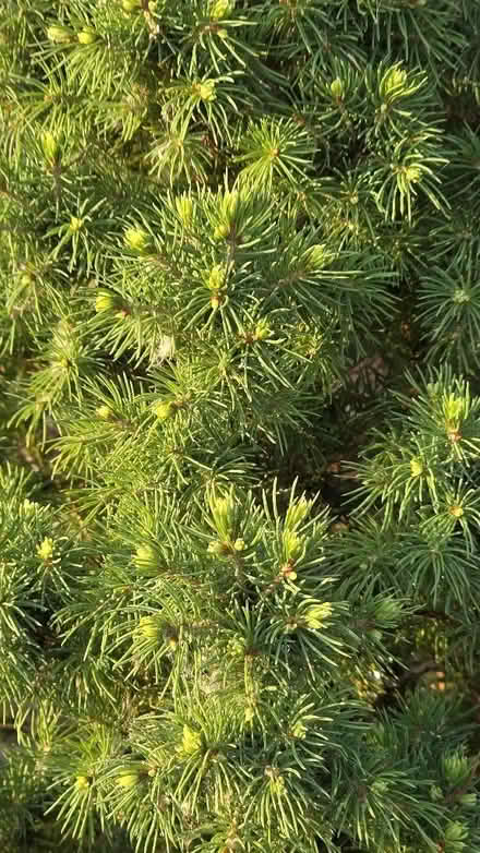 Photo of free Plants (Aston S26) #2