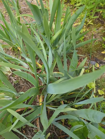 Photo of free Irises, unknown type (Duren Ave) #2