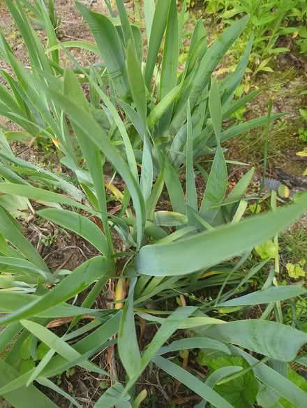 Photo of free Irises, unknown type (Duren Ave) #2