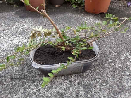 Photo of free Small rooted Contoneaster (Southport PR8) #1