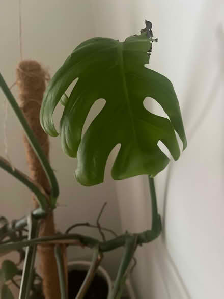 Photo of free Large monstera needing tlc (Paulton BS39) #4