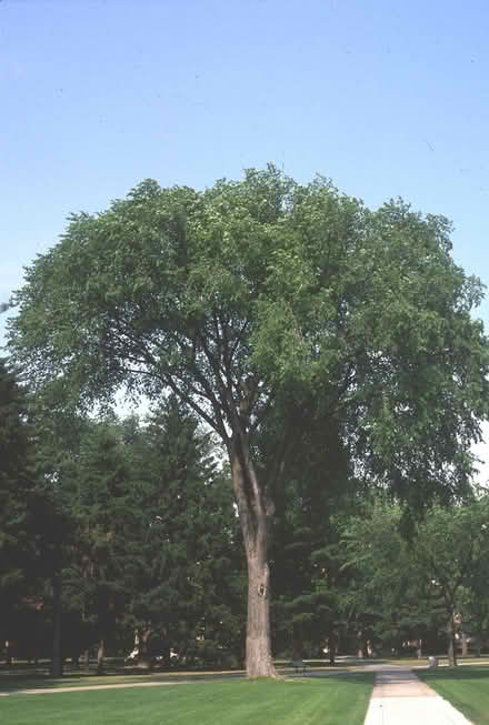 Photo of free Edible & Endangered Trees (native) (Duren Ave) #1