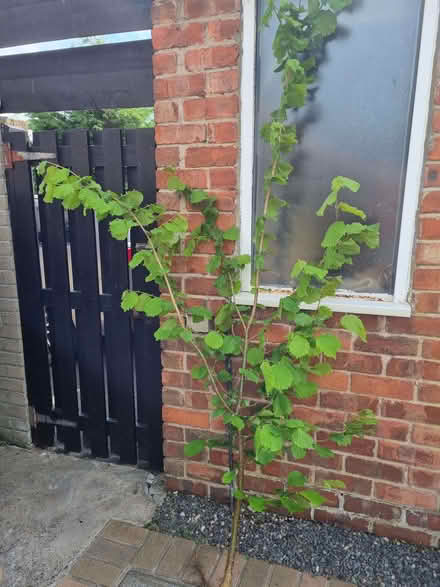 Photo of free Hazel tree (AB21) #1