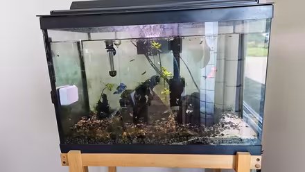 Photo of free 20 gallon tank, fish and supplies (K2G 2Y9) #1