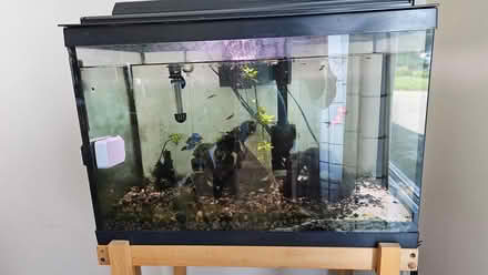 Photo of free 20 gallon tank, fish and supplies (K2G 2Y9) #1