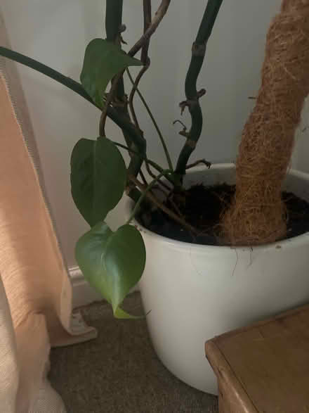 Photo of free Large monstera needing tlc (Paulton BS39) #3