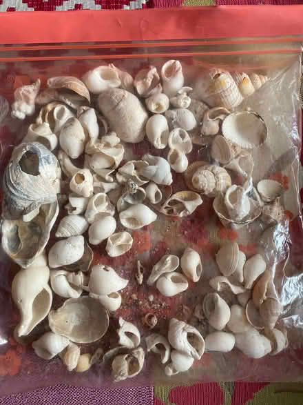 Photo of free Bag of shells with holes (Dursley GL11) #1