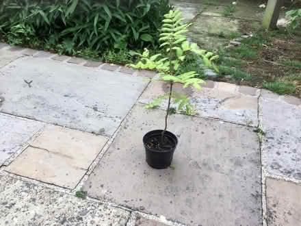 Photo of free Rowan tree sapling (Southport PR8) #1