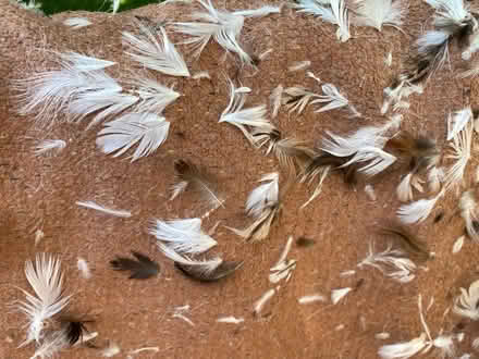 Photo of free Two bags of down feathers (Gordonsville) #2