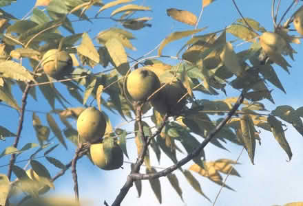 Photo of free Edible & Endangered Trees (native) (Duren Ave) #2