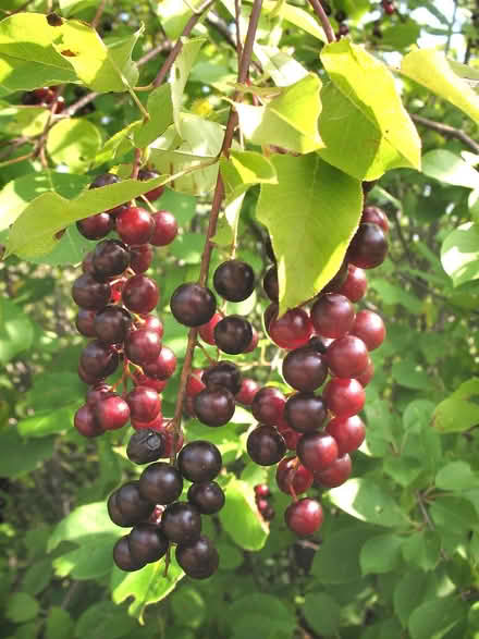 Photo of free Edible & Endangered Trees (native) (Duren Ave) #4
