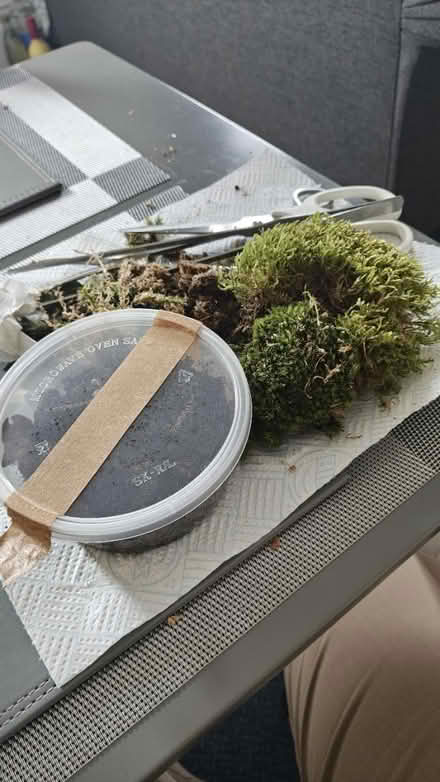 Photo of free Varied Moss and Springtiails (M33 Sale) #1