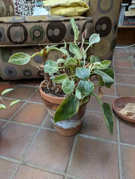 Photo of free Variegated striped leaf houseplant (Halton LA2) #1