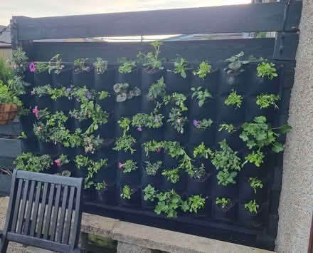Photo of free Plant growing wall (AB21) #1