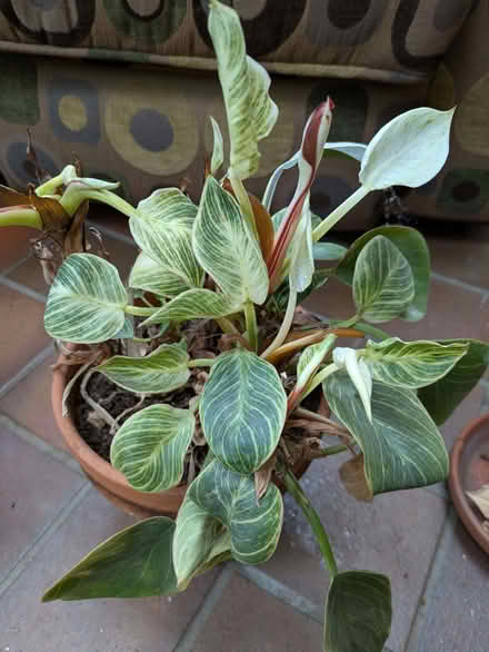 Photo of free Variegated striped leaf houseplant (Halton LA2) #2