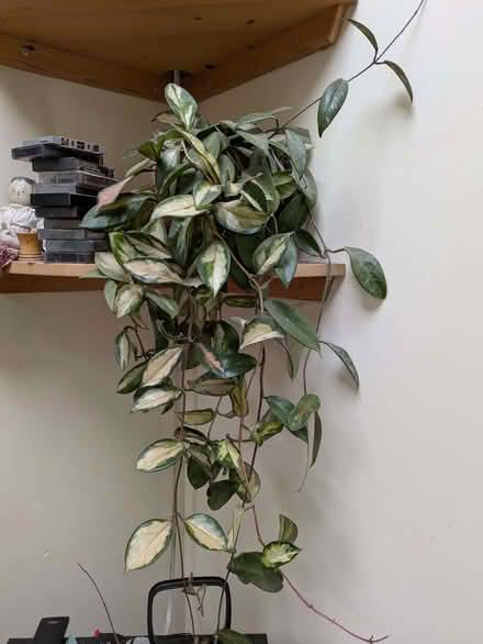 Photo of free Variegated hanging houseplant (Halton LA2) #2