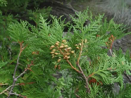 Photo of free Edible & Endangered Trees (native) (Duren Ave) #3
