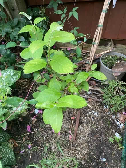 Photo of free Small Plum Trees (BA11) #1
