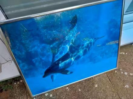 Photo of free Framed photo of dolphins underwater (Colchester CO1) #1
